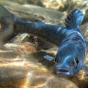 An underwater photo of a blue-gray fish. Sunlight dapples the fish and the rocky river bottom.