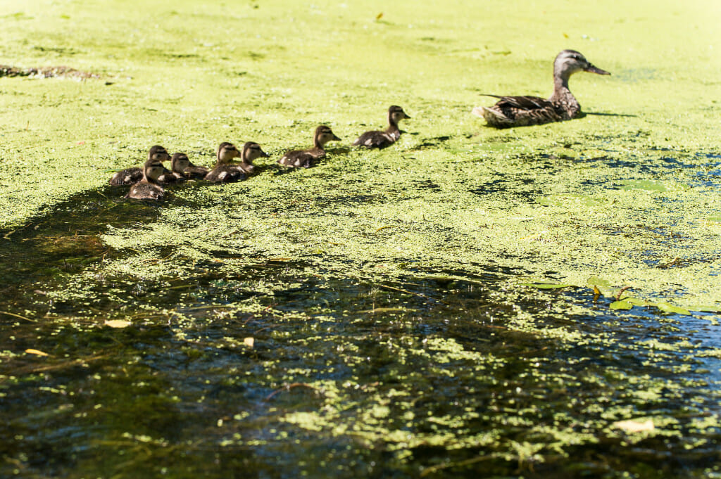 A mallard hen leads a line of six ducklings through a green sea of algae and duckweed.
