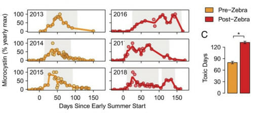 A display of line graphs comparing the number of days with microcystin in Lake Mendota, comparing conditions pre-zebra mussel invasion and post-zebra mussel invasion. Three yellow pre-invasion graphs shows fewer days with measured toxicity in 2013, 2014 and 2015 compared to the red post-invasion graphs showing more days in 2016, 2017 and 2018.