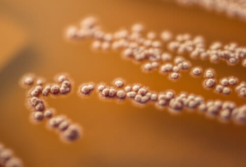 Small fuzzy dots form a bacteria colony suspended in amber-colored agar.