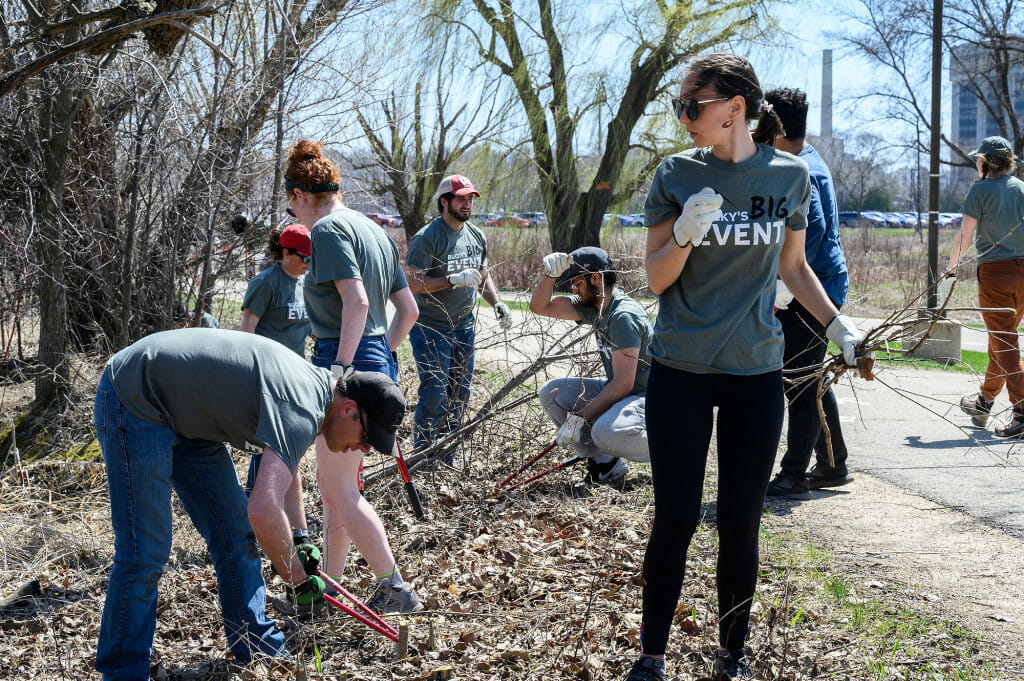 Volunteers cut down and haul away invasive buckthorn branches.
