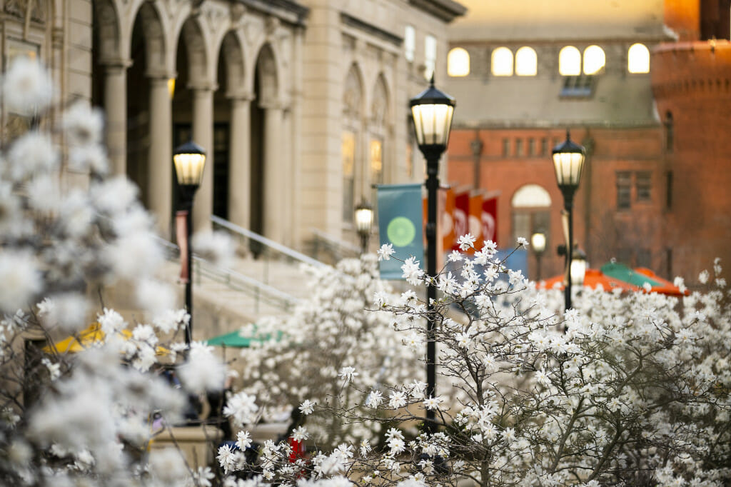 Some white flowers decorate small trees in front of the pillars of Memorial Union.