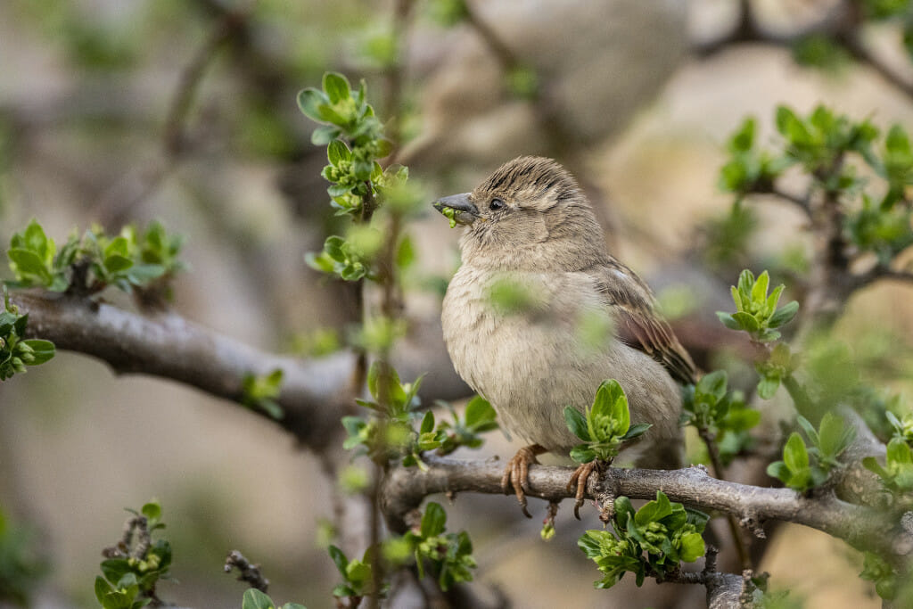 A bird sits on a tree branch with small green leaf buds.