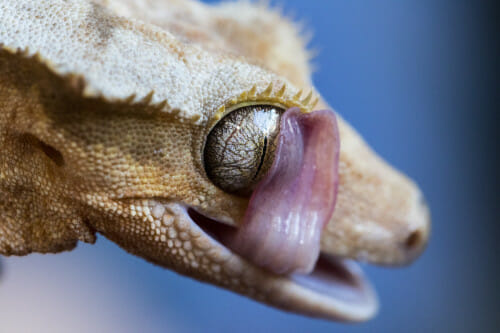 A light tan gecko licks its eyeball