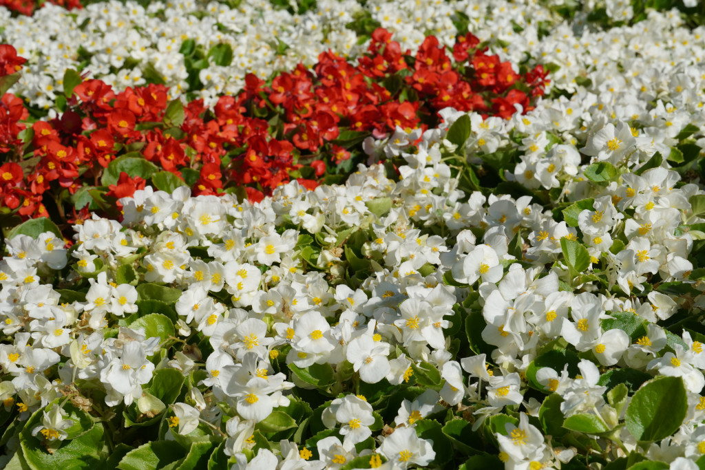 Close-up of red and white begonias.