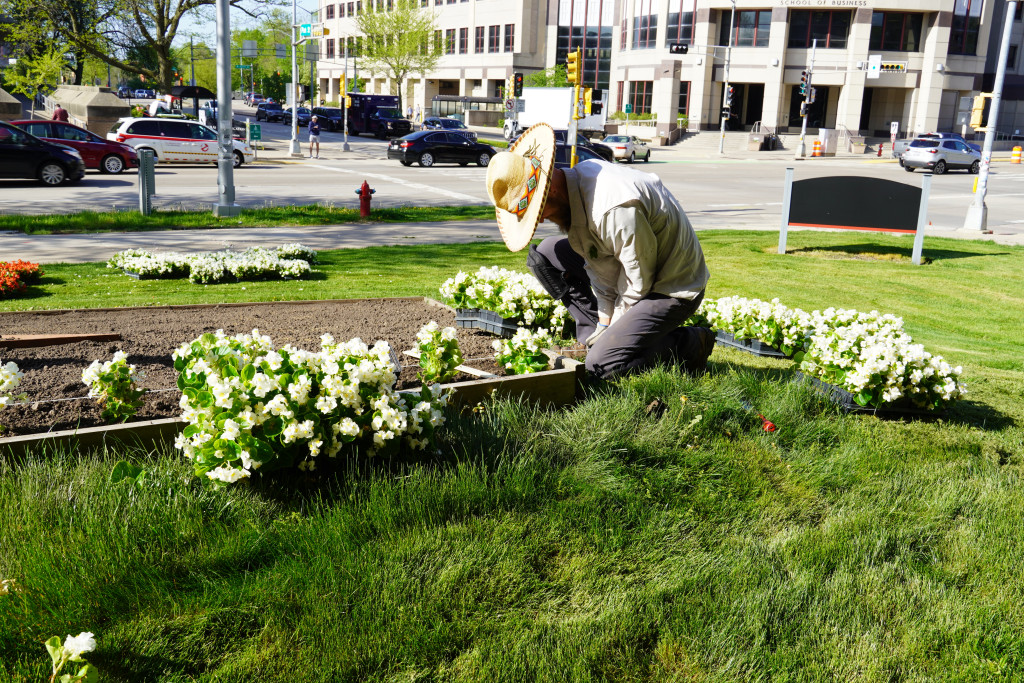 A man plants flowers.