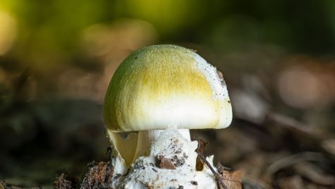 A closeup of a young poisonous death cap mushroom (Amanita phalloides).