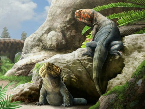 An illustration of a newly-named rynchosaur species. Two large terrestrial animals with iguana bodies and parrot-like faces climb on a rock face under a blue, sunny sky.