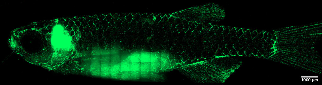 Under a microscope, the full body of a transparent 10-week-old zebrafish glows green at the edges of its scales, making the fish appear like a neon line drawing against a black background.