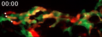 Live video microscopy highlights the flow of T cells in a colorful, undulating stream of red, green and yellow flow of the tessellated lymphoid network in a zebrafish.