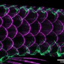 The delicate scales of an adult zebrafish under microscope appear ringed in magenta while flowing green streaks highlight scales on the top and bottom of the fish. Because the fish is transparent, the insides of the scales and background are black.