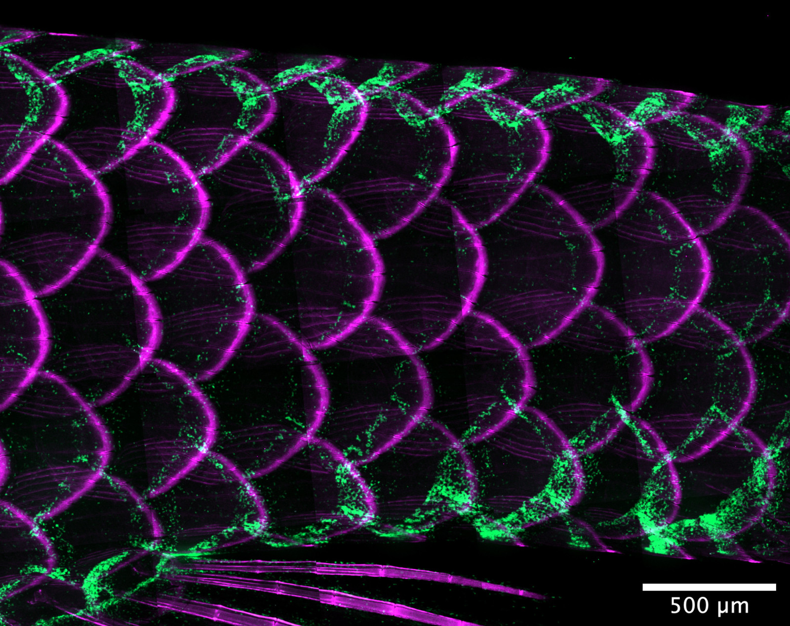 The delicate scales of an adult zebrafish under microscope appear ringed in magenta while flowing green streaks highlight scales on the top and bottom of the fish. Because the fish is transparent, the insides of the scales and background are black.