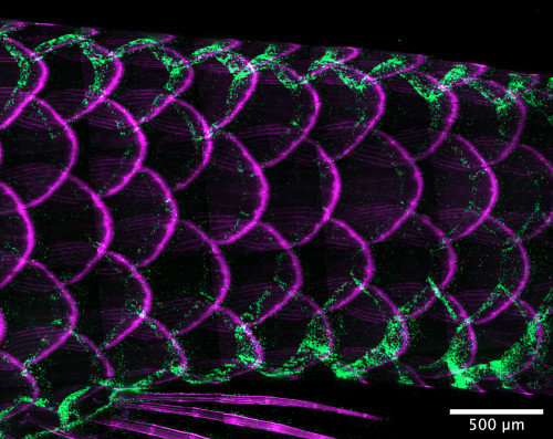 The delicate scales of an adult zebrafish under microscope appear ringed in magenta while flowing green streaks highlight scales on the top and bottom of the fish. Because the fish is transparent, the insides of the scales and background are black.
