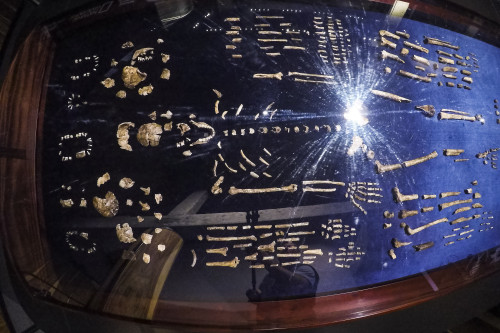 A wide-angle, overhead view of ancient Homo nadeli skeletal remains laid out on dark blue velvet in a display case.