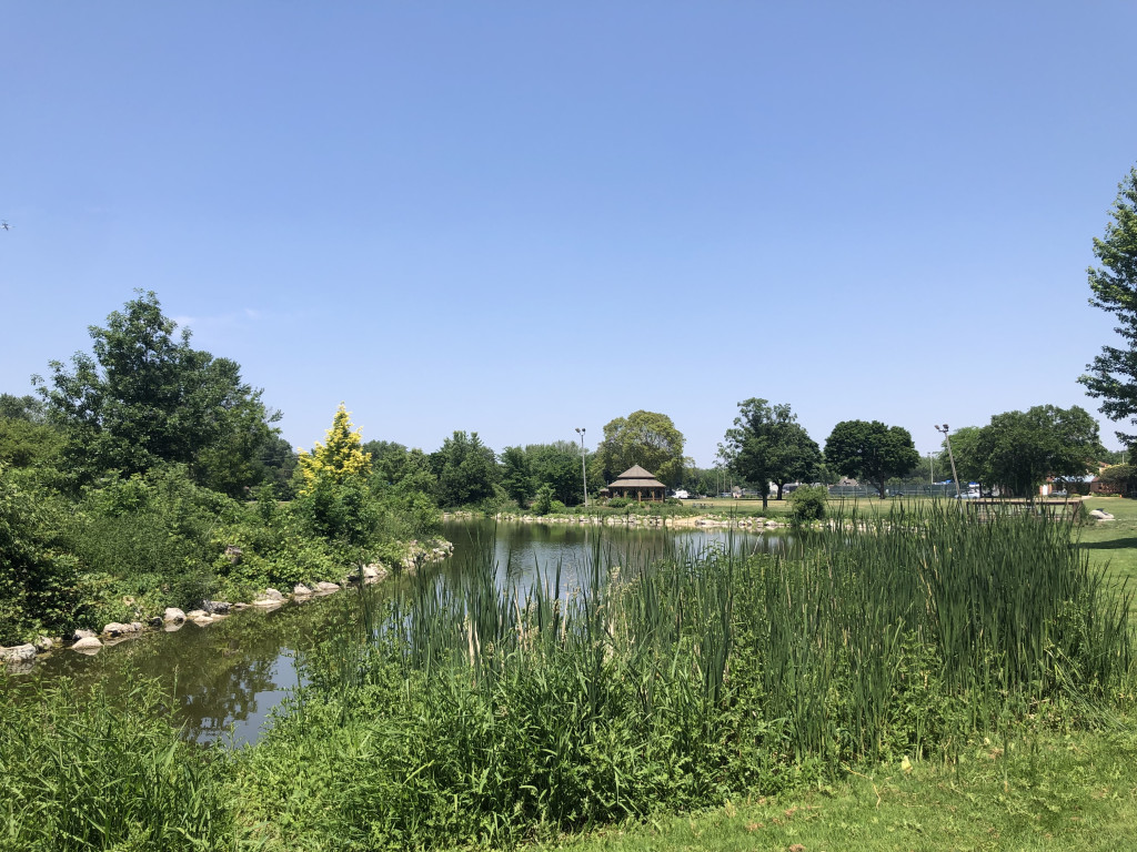 A stream runs through a park