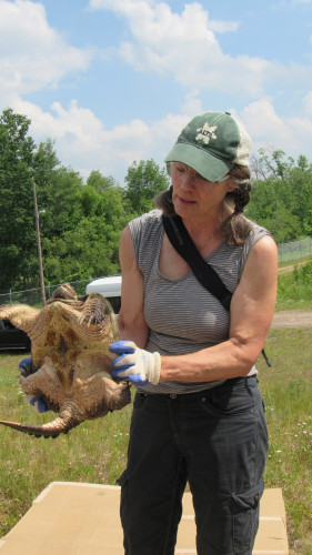 A woman stands outside and holds a snapping turtle with gloved hands.