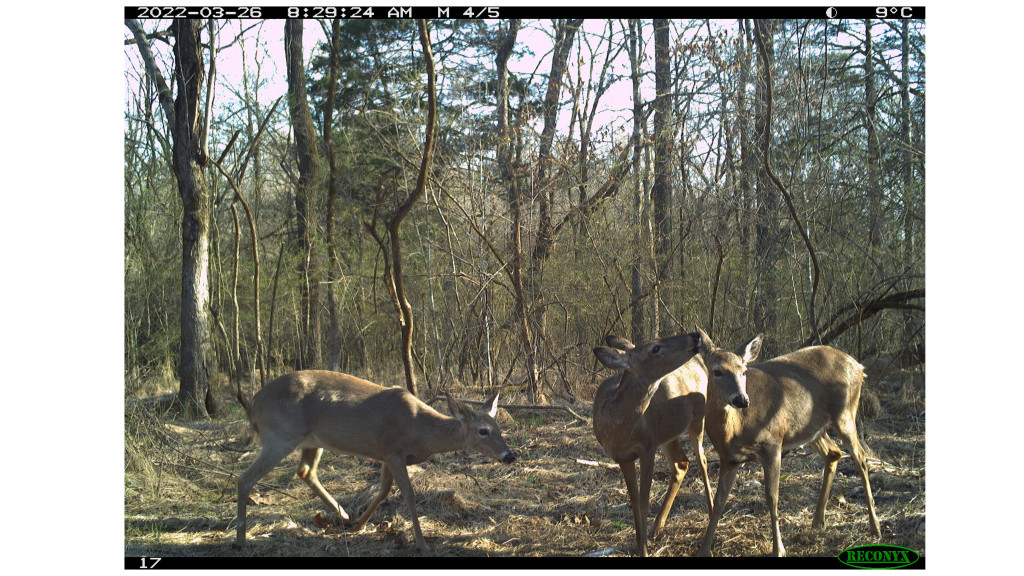 A trail camera photo shows three whitetail does in the woods licking each other behind the ears.