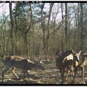 A wildlife camera captures deer practicing allogrooming — deer engage in is allogrooming — grooming one another to get places that they can't reach on their own. During allogrooming, deer may eat ticks that have CWD infested blood.