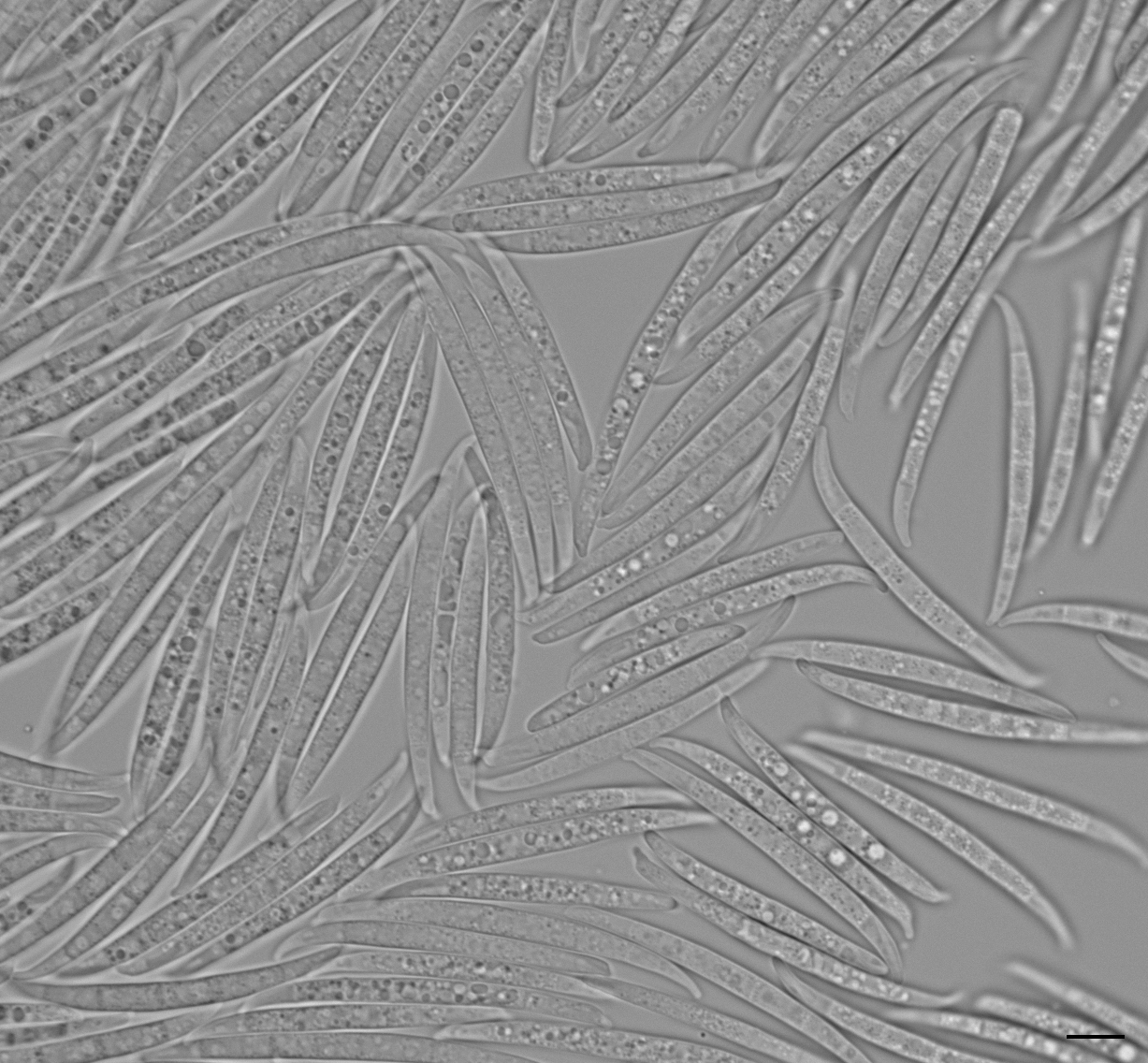 Fueled by new chemistry, algorithm mines fungi for useful molecules ...