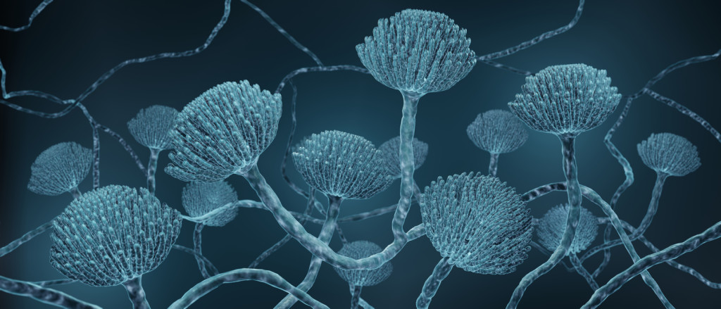 Fueled by new chemistry, algorithm mines fungi for useful molecules ...