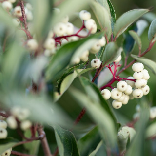 White berries contrast with green foliage.