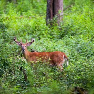 A buck raises his head to look, his body is partly hidden by grass.