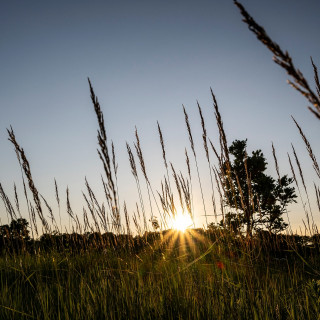 Grass bends in the wind, with a sunset in the background.