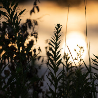 A sunset silhouettes grasses and flowers.