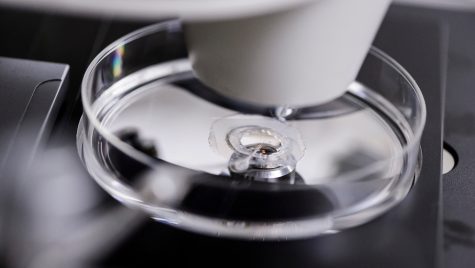 A close-up photo of a microscope guiding a micro-needle into a pig embryo.