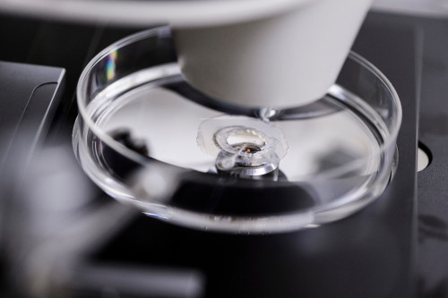 A close-up photo of a microscope guiding a micro-needle into a pig embryo.