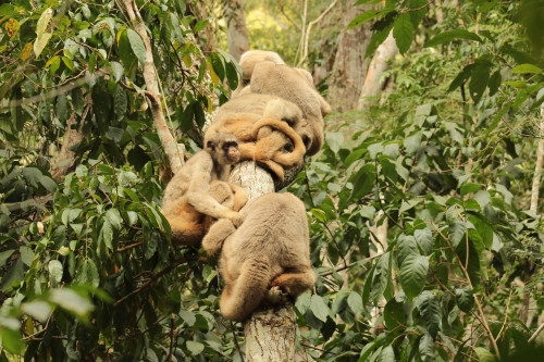 A group of northern muriqui monkeys sit or lie in a line on a tree branch in the Brazilian rainforest.