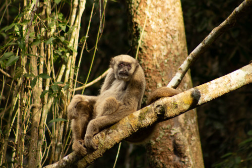 A northern muriqui monkey sits on a tree branch in a relaxed pose and looks toward the camera.