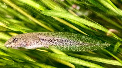 A speckled tadpole swims through green aquatic grass.