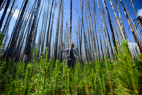 Monica Turner stands and speaks while gesturing with her hands in the Berry Glad fire area of Yellowstone National Park surrounded by bare tree trunks above her and young green saplings below.