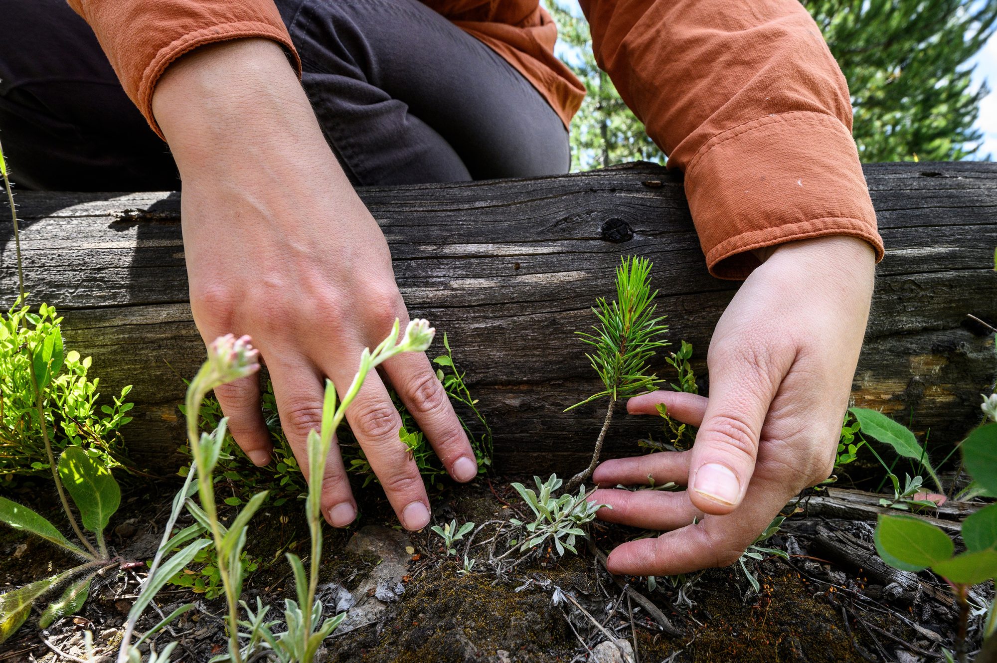 A woman's examines a small tree seedling next to a burned tree trunk