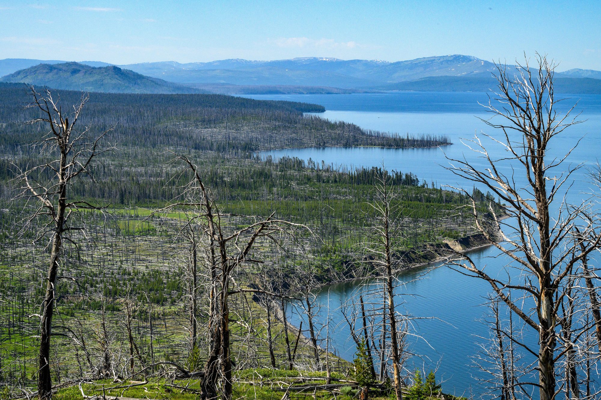A vista showing Yellowstone Lake with mountains in the far distance and swaths of land burned by fire but now regrowing.