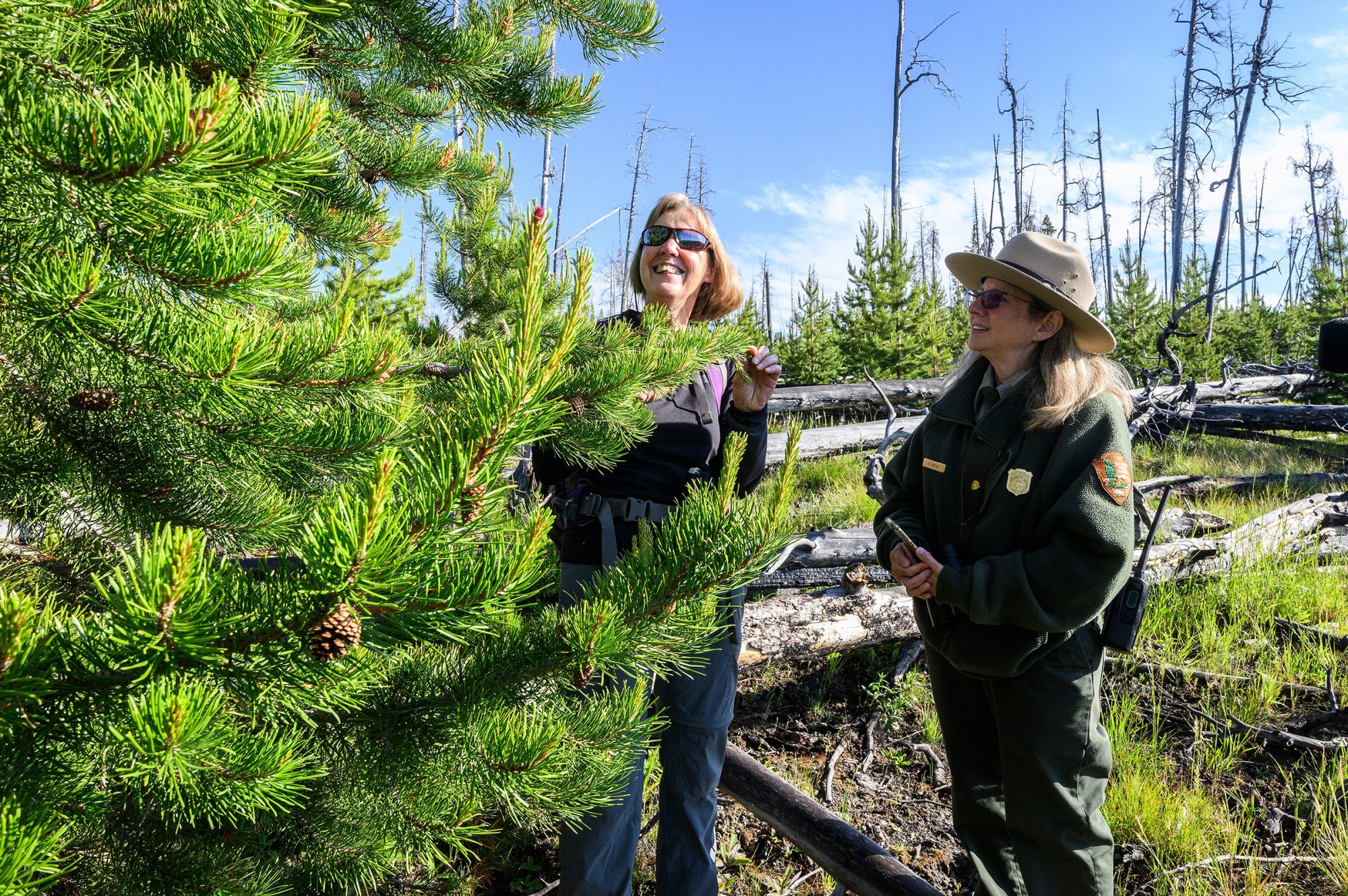 A woman stands looking up at an evergreen tree while a park ranger looks on.