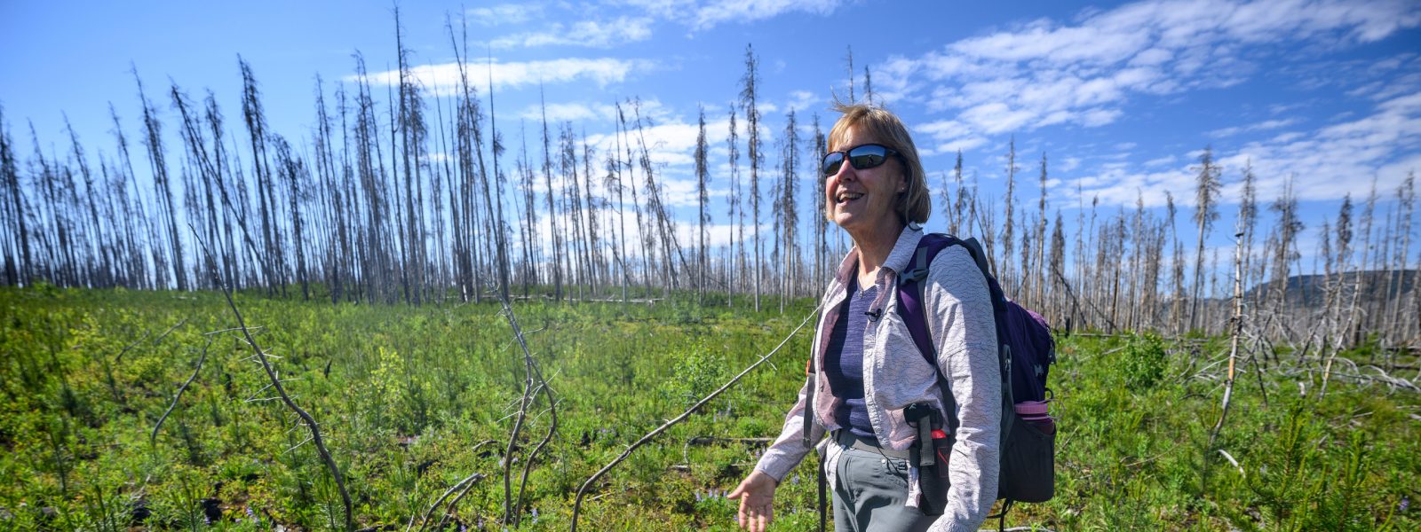 Monica Turner carries a backpack and bear spray while she walks through an open landscape mostly populated by a few small trees, shrubs, and green grasses. Several yards behind her, tall burnt lodgepole pine rise up, their bare trunks and branches silhouetted against a blue sky.
