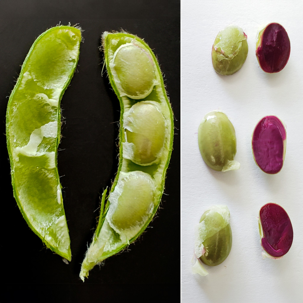 On the left, a photo of an open soy bean pod set against a black background. On the right, a photo of two rows of soy beans. The left row shows three green soy beans. The right row shows three red soy beans.