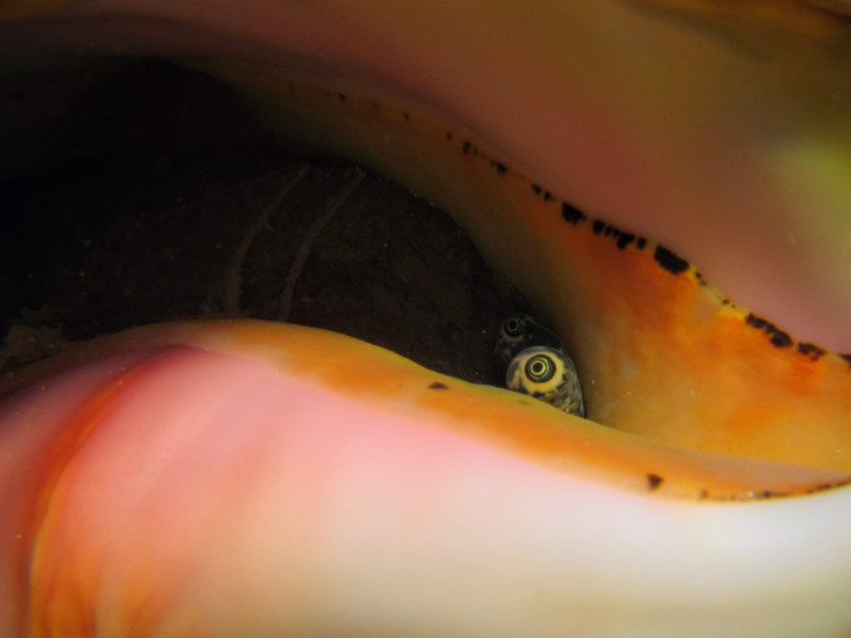 In this close-up photo, two snail-like eye stalks peer out of the corner of a pink conch shell.