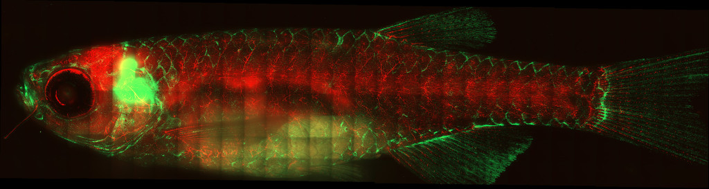 In this image of a small, slender fish, the outline of the animal's scales and fins are illuminated in green light while its body glows red beneath.