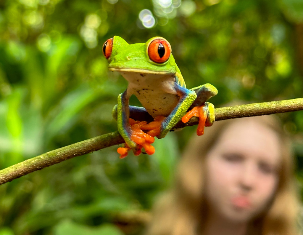In focus in the foreground of a tropical rain forest, a bright green tree frog with red-orange eyes and toes perches on a slender branch. Blurred in the background, a person looks at the tree frog.