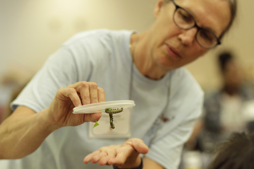 A woman holds a short, plastic food container that contains two monarch butterfly caterpillars. She is speaking to an unseen audience.