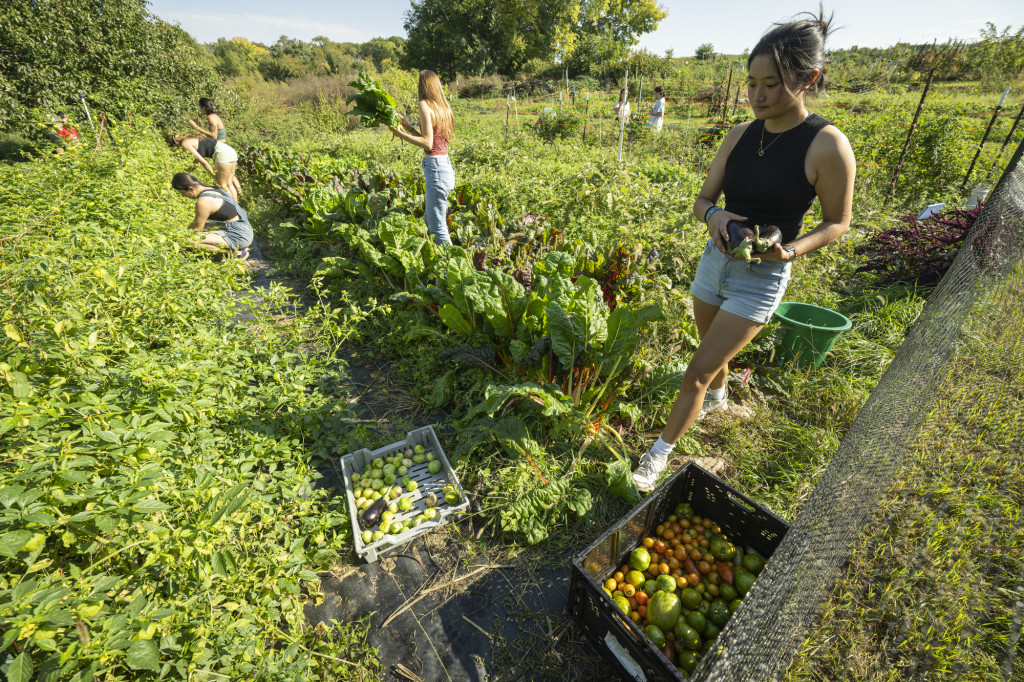 In a lush, late-season vegetable garden filled with green plants, a group of students works to gather the harvest into crates.