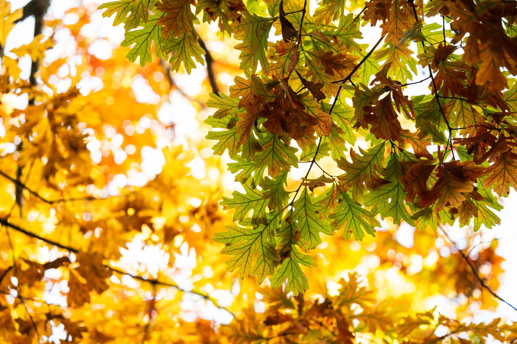 Looking up into the canopy, a view of oak leaves changing color from green to orange to brown