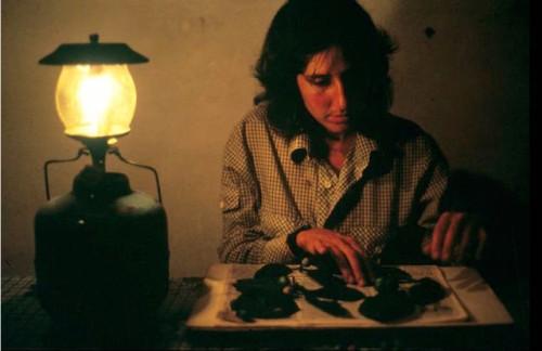 A woman sits at a small table pressing leaves by lantern light.
