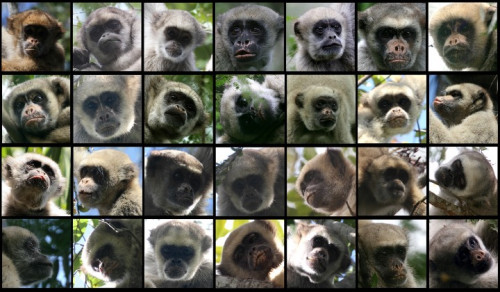 A grid of 28 photos of muriqui faces