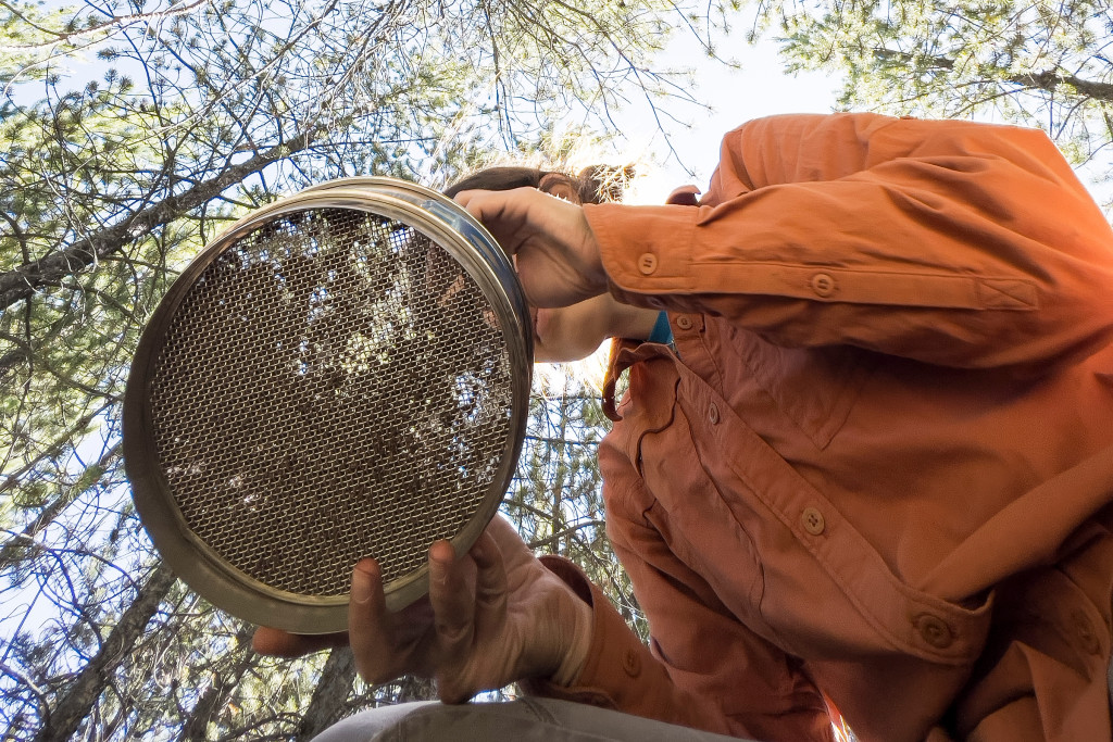 In a photo taken from below, the camera looks up to a woman sifting through soil in a round tin with a mesh bottom. She's kneeling down in a forest of pine trees.