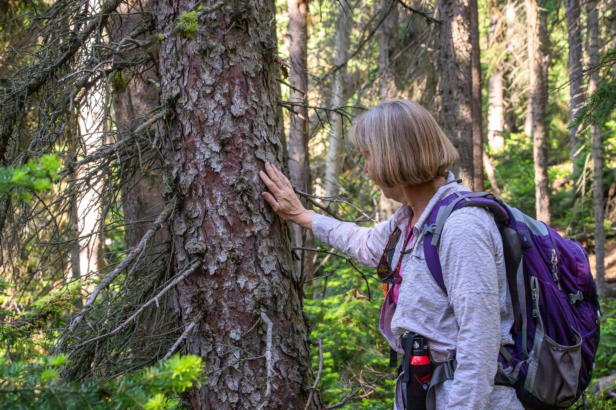 A woman wearing a purple backpack holds her hand softly against the bark of a tree in an old growth forest.