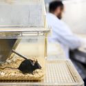 A photo shows a small, black mouse in a clear container. The container is sitting on a table in a lab setting. Blurred in the background, a scientist in a white coat works at another table.